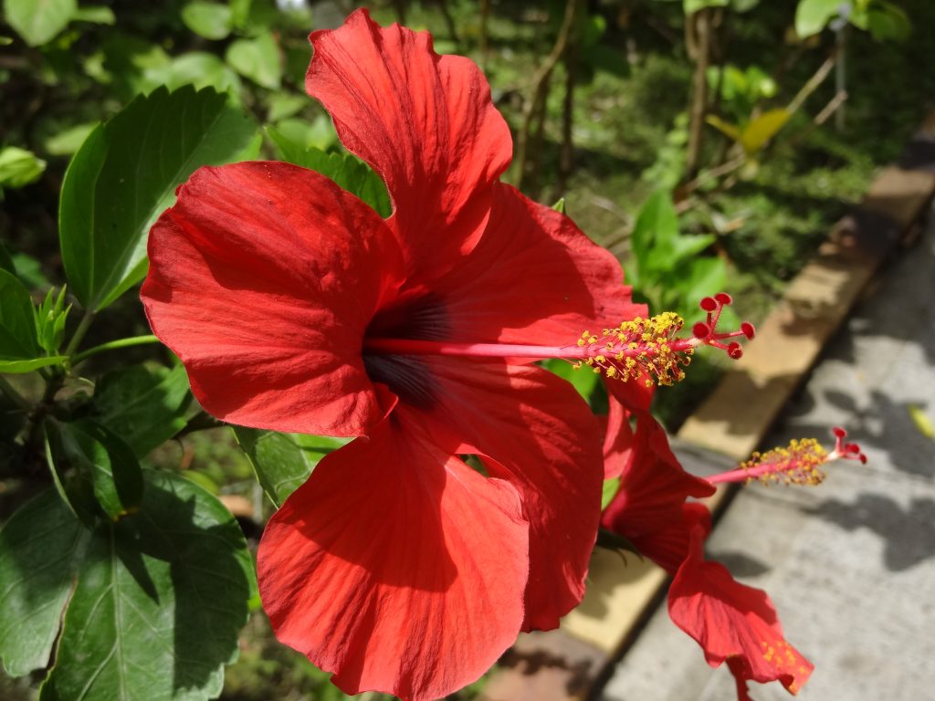 fleur guadeloupe